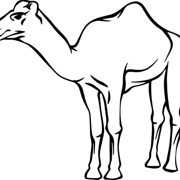 Camel   Clipart 2 Miniaturansicht